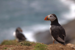 Puffin Skomer Island in Wales