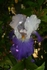 Iris 1020