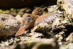 Sunbathing Wren! 3 of 4