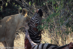 The lionness tries to hide the carcass to avoid other predators