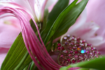Flowers Set 08 - 49