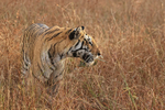 Bengal Tigress looks to side, Panna, Madhyra Pradesh, India