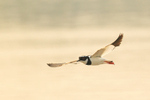 Pied Lapwing portfolio