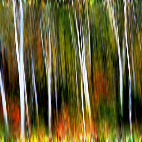 Abstract composition of the Acadian Forest