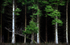 Pine Trees 01
