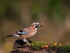 jay 