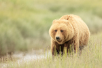 Brown Bear (female) in meadow by stream, Silver Salmon Creek, Alaska