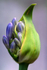 Agapanthus