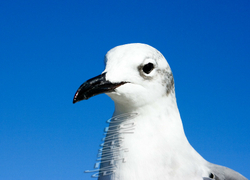 Birds 144