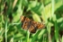 Heath Fritillary