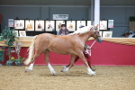 SBM_16586