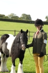 S43 - Coloured Pony In Hand portfolio