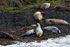Seals on Loch Linnhe - DSC_9129_00077