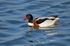 Shelduck