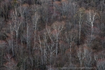 Birch Spring Stand