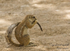 Ground squirrel
