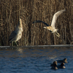 Bittern takes to the air when confronted by another
