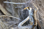 Peregrine Falcon close view, Blue Cypress Lake, Florida