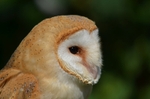 Barn Owl