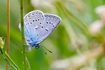 Amandas Blue