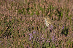 Meadow Pipit -  Anthus pratensis