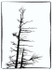 WIND BLOWN TREE - FRANKLIN ISLAND