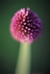 Allium Sphaerocephalon