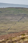 Black Combe-8