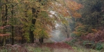 Autumn Walk