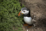 Puffin 4