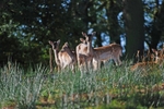 Fallow Deer