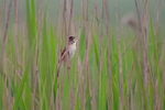 Paddyfield Warbler