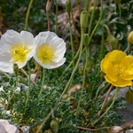 Alpine poppy (Papaver alpina )