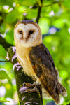 barn owl tyto alba-9579