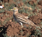 Stone Curlew