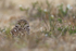 Burrowing Owl, Cape Coral, Florida