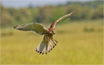 Kestrel by Dave Softley