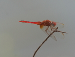 P1045923
