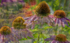 Echinacea