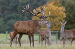 Red Deer, Rutting time