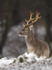 FALLOW DEER ref fd 4a