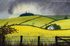 rapeseed in summer