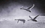 synchronised flying