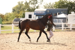 SBM_08195