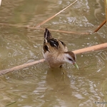 Little Crake (Porzana parva) F