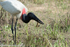 A Jabiru is catching an eel