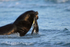 Sea Lion carrying King Penguin, Volunteer Point, East Falkland