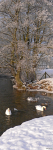 Swans Ruthin Park in winter (2)