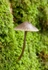 Fungi