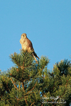 Kestral 021212 5